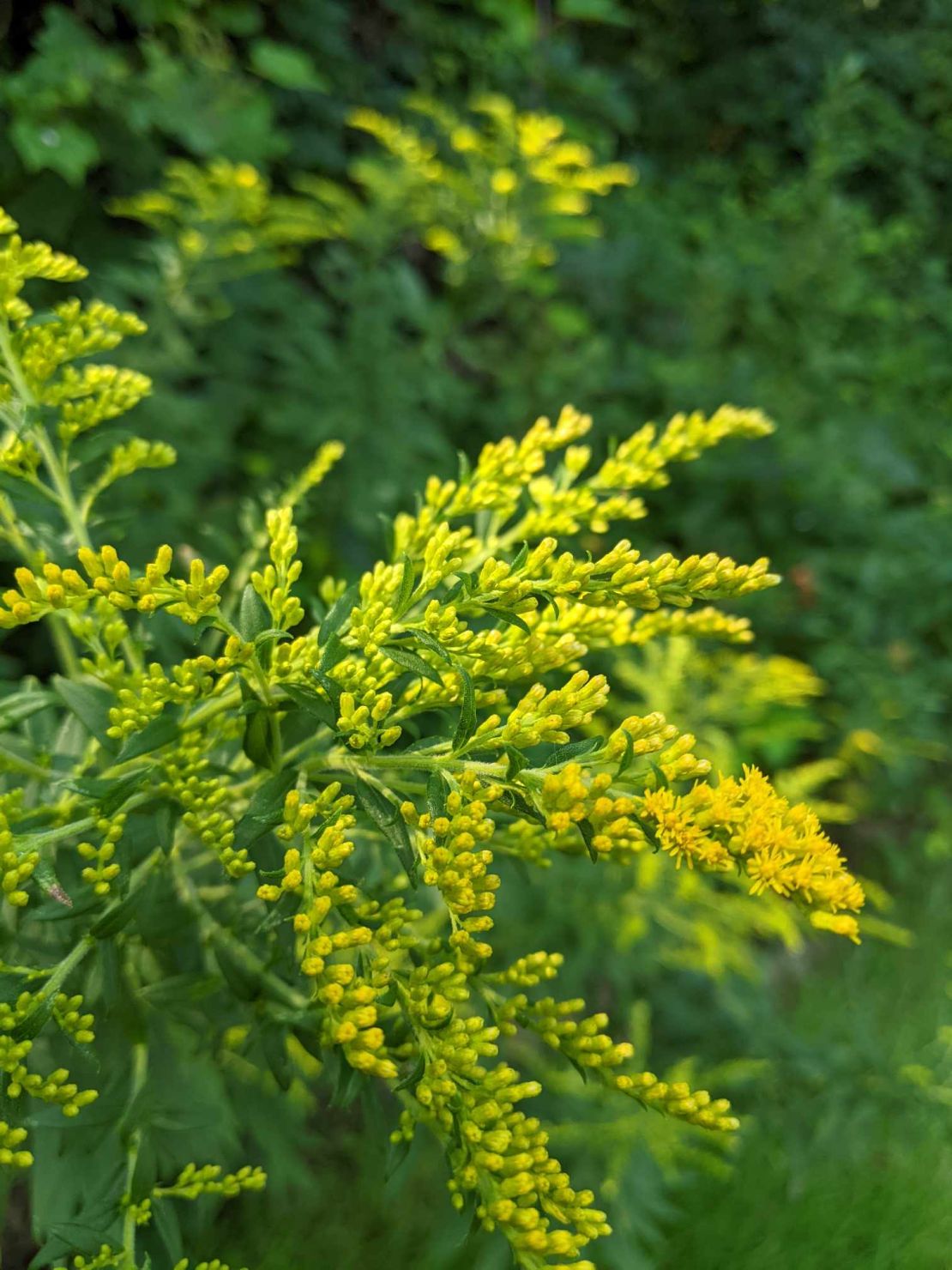 ragweed allergy congestion